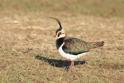 IMG_2243 Lapwing.JPG